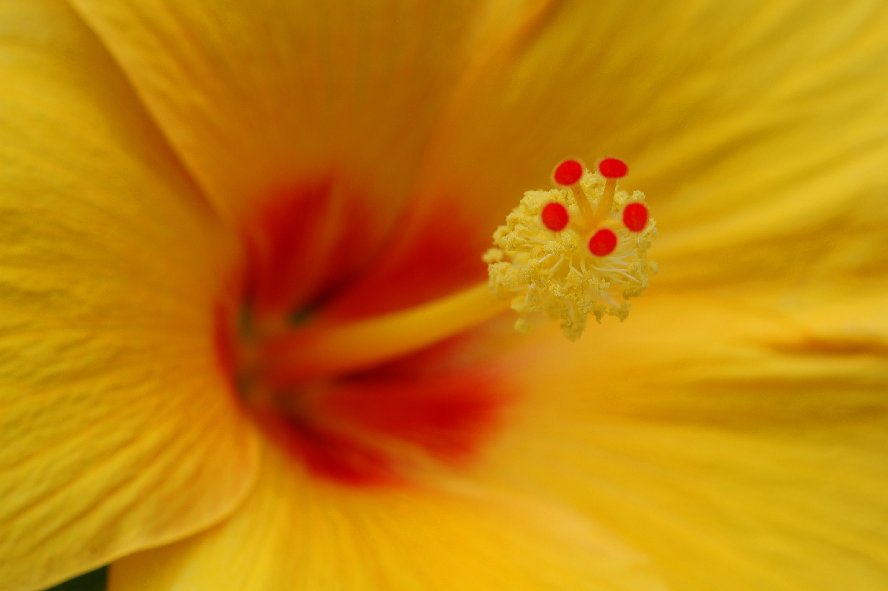 Stamen